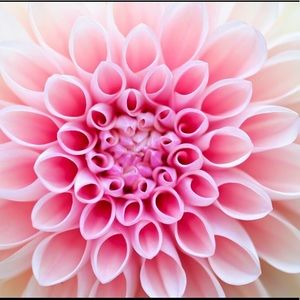 Meet your Posher, Sherry